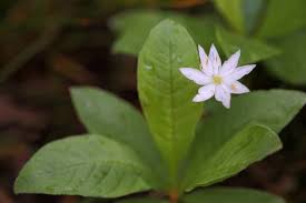 Attēlu rezultāti vaicājumam “Trientalis europaea fruit”