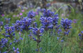 Attēlu rezultāti vaicājumam “Dracocephalum ruyschiana”