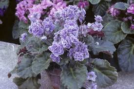 Image result for Saintpaulia ionantha Culitvar