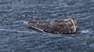 Attēlu rezultāti vaicājumam “Grapholita funebrana”