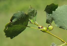 Attēlu rezultāti vaicājumam “Contarinia petioli”