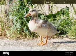 Attēlu rezultāti vaicājumam “Anas platyrhynchos juvenile”
