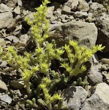 Attēlu rezultāti vaicājumam “Sedum acre bud”