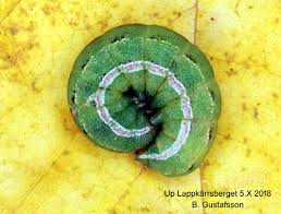 Attēlu rezultāti vaicājumam “Hadula trifolii larva”