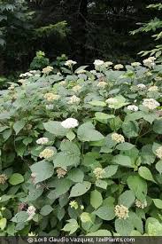 Attēlu rezultāti vaicājumam “Hydrangea arborescens subsp. discolor”