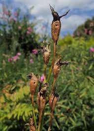 Attēlu rezultāti vaicājumam “Campanula persicifolia bud”