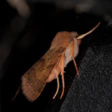 Attēlu rezultāti vaicājumam “Agrochola helvola imago”