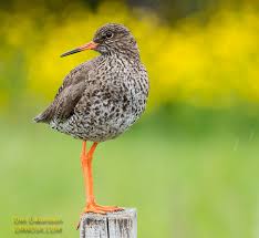 Attēlu rezultāti vaicājumam “Tringa totanus”