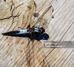 Attēlu rezultāti vaicājumam “Libellula fulva male”