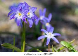 Attēlu rezultāti vaicājumam “Scilla luciliae”