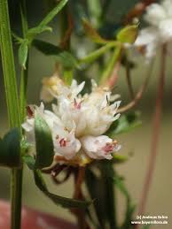 Attēlu rezultāti vaicājumam “Cuscuta epithymum subsp. trifolii”