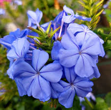 Attēlu rezultāti vaicājumam “Plumbaginaceae”