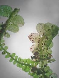 Attēlu rezultāti vaicājumam “Odontoschisma sphagni”