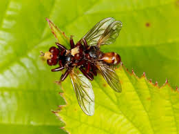 Attēlu rezultāti vaicājumam “Sicus ferrugineus”