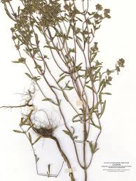 Image result for Satureja hortensis