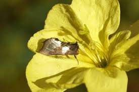 Attēlu rezultāti vaicājumam “Diachrysia tutti”