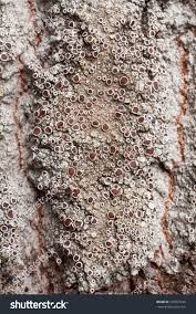 Attēlu rezultāti vaicājumam “Lecanora allophana”