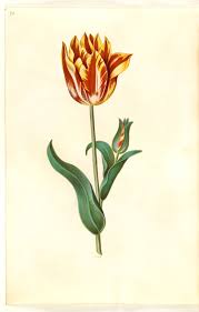 Attēlu rezultāti vaicājumam “Tulipa gesneriana flower”