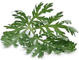 Attēlu rezultāti vaicājumam “Artemisia absinthium leaf”
