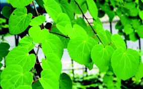 Attēlu rezultāti vaicājumam “Cercidiphyllum japonicum leaf”