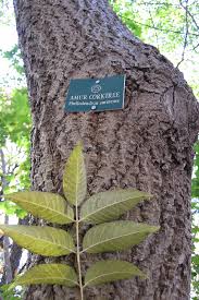 Attēlu rezultāti vaicājumam “Phellodendron amurense leaf”