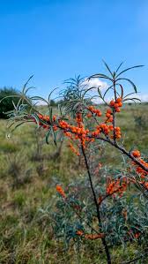 Attēlu rezultāti vaicājumam “Hippophae rhamnoides female flower”