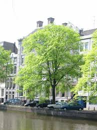 Attēlu rezultāti vaicājumam “Ulmus x hollandica”