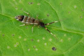 Attēlu rezultāti vaicājumam “Orchesella flavescens”