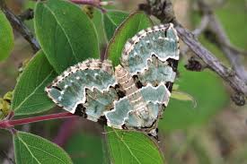 Attēlu rezultāti vaicājumam “Colostygia pectinataria”