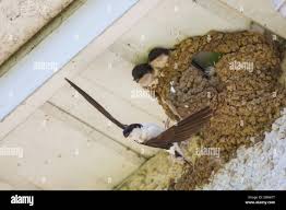 Attēlu rezultāti vaicājumam “Delichon urbicum adult”