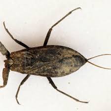 Attēlu rezultāti vaicājumam “Nepa cinerea imago”