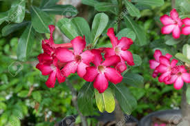 Attēlu rezultāti vaicājumam “Apocynaceae”