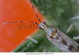 Attēlu rezultāti vaicājumam “Dicyphus nymph”