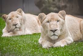 Image result for Llantwit Lions