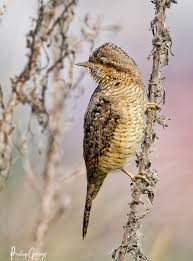 Image result for Jynx torquilla