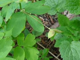 Attēlu rezultāti vaicājumam “Isopyrum thalictroides leaf”