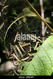 Attēlu rezultāti vaicājumam “Yponomeuta evonymella imago”