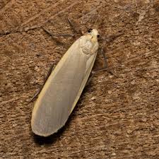 Attēlu rezultāti vaicājumam “Eilema depressa imago”