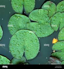 Attēlu rezultāti vaicājumam “Nymphaea alba leaf”