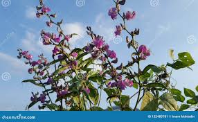 Attēlu rezultāti vaicājumam “Leguminosae”