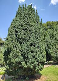 Attēlu rezultāti vaicājumam “Taxus baccata”