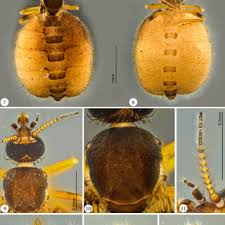 Attēlu rezultāti vaicājumam “Orthosia miniosa imago”