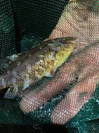 Image result for Symphodus melops