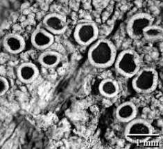 Attēlu rezultāti vaicājumam “Lecanora argentata”