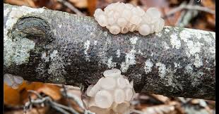 Attēlu rezultāti vaicājumam “Neobulgaria pura”