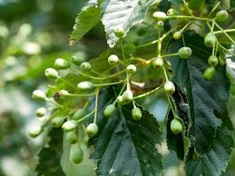Attēlu rezultāti vaicājumam “Sorbus alnifolia”