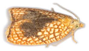 Attēlu rezultāti vaicājumam “Acleris forsskaleana”