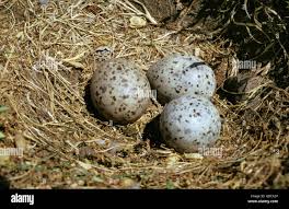 Attēlu rezultāti vaicājumam “Larus argentatus nest”
