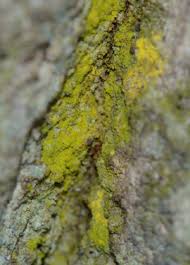 Attēlu rezultāti vaicājumam “Chrysothrix candelaris”