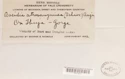 Attēlu rezultāti vaicājumam “Bacidia subincompta”